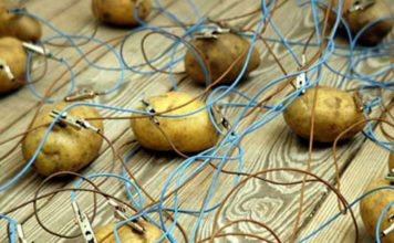 You Can Power Your Off Grid Cabin With Potatoes! potato battery potato power