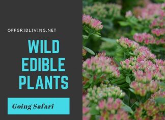 Wild edible plants-offgridlivig.net
