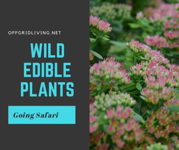 Wild edible plants-offgridlivig.net