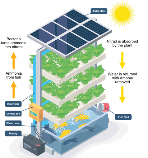 Aquaponics – How This Is Useful for Off The Grid Living