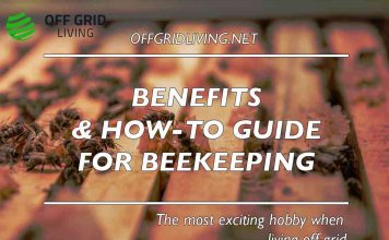 Benefits and How-To Guide of Beekeeping