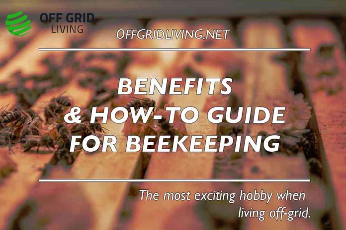 Benefits and How-To Guide of Beekeeping