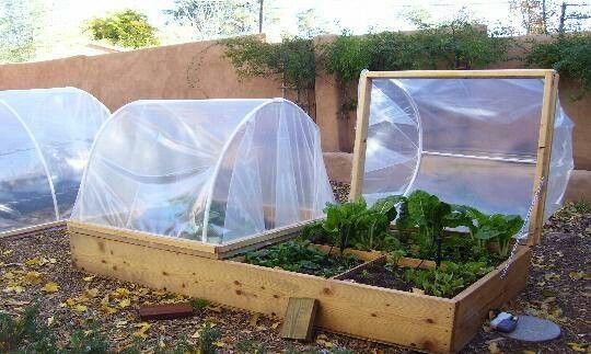 How To Grow Winter Vegetables Growing Food At Home