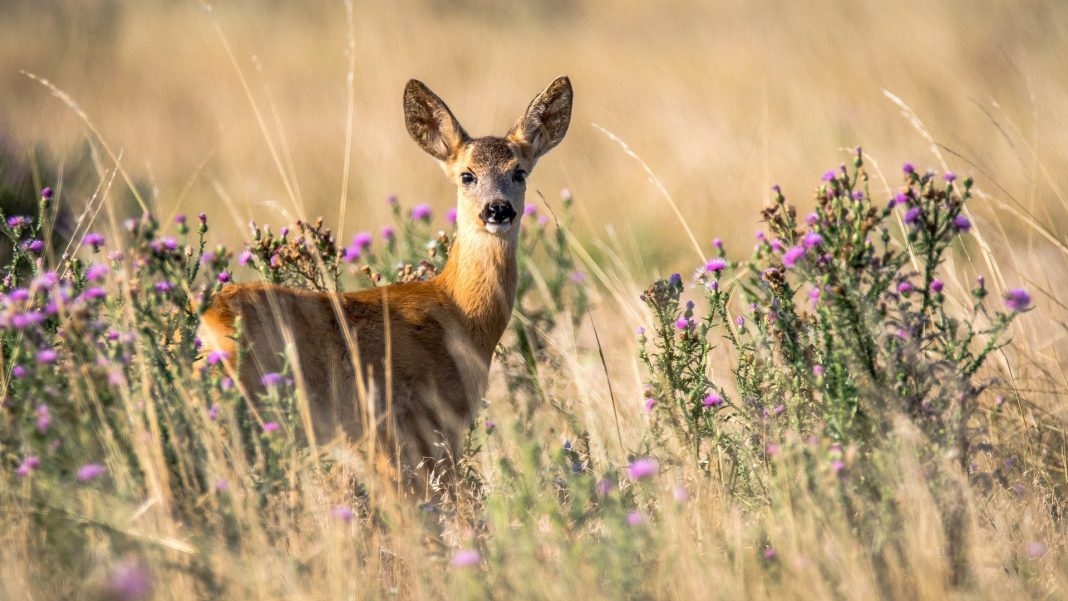 How to Keep Deer Out of Your Garden — Living off-grid