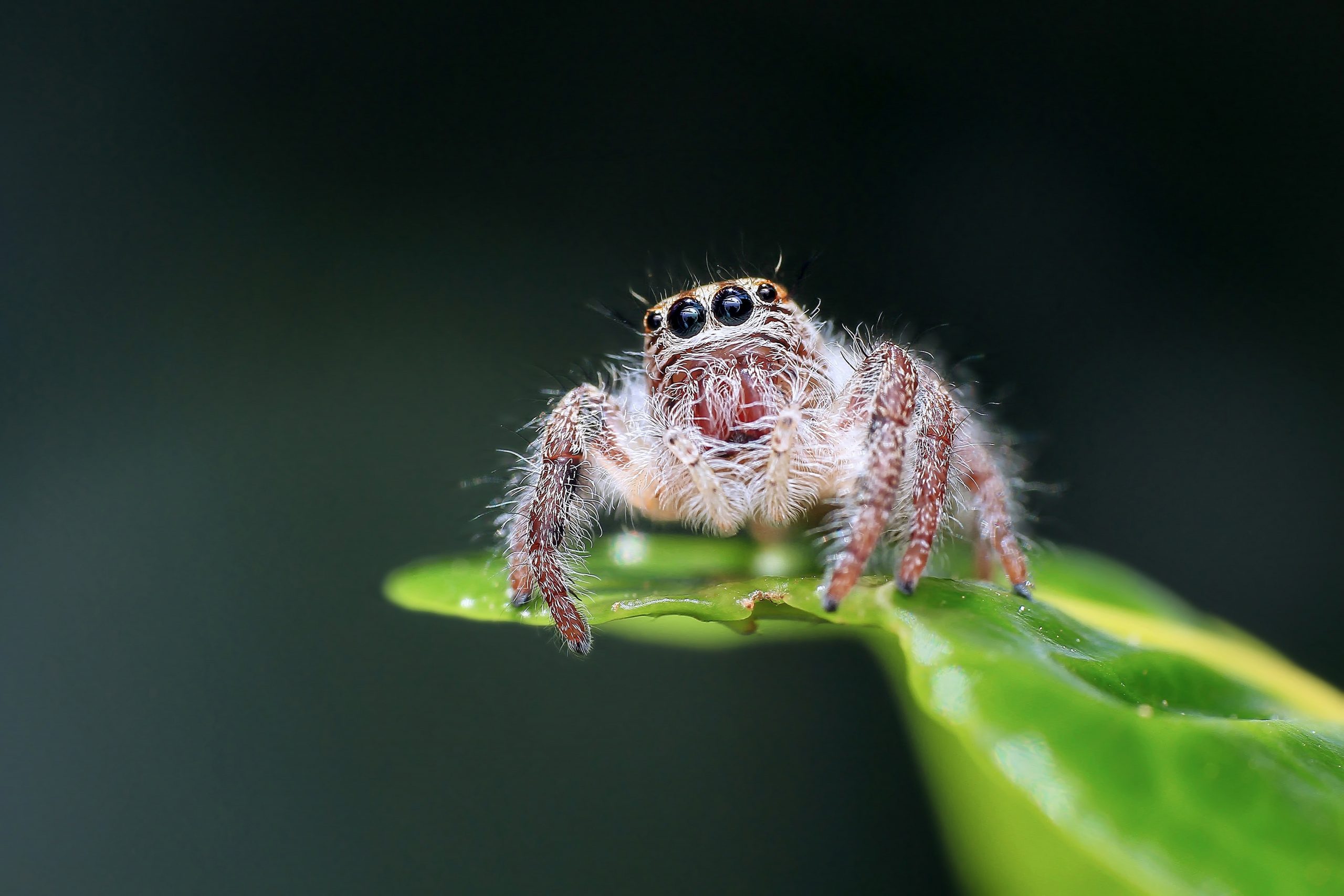 Habits and Traits of Jumping Spiders
